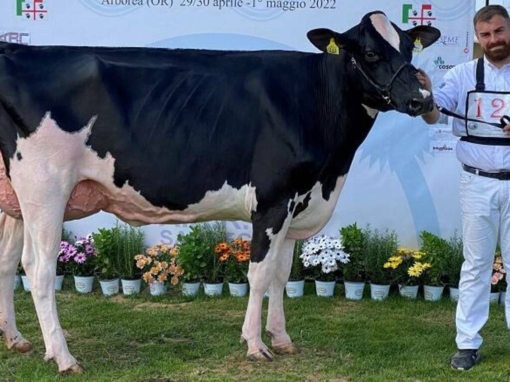 La vacca Fefa vincitrice della Mostra - Foto AarSardegna