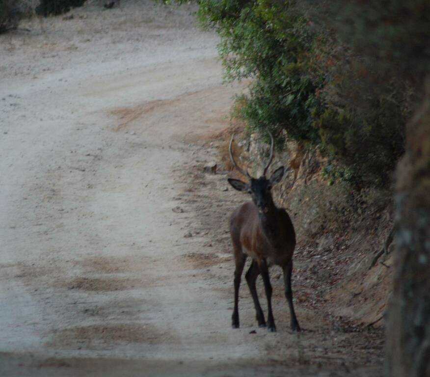 Fauna protetta