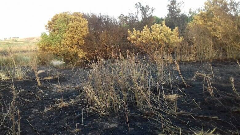 Palmas Arborea incendio Pauli Maiori