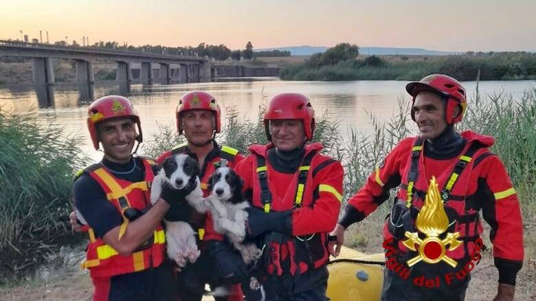 Ollastra cuccioli cani salvati Santa Vittoria Tirso
