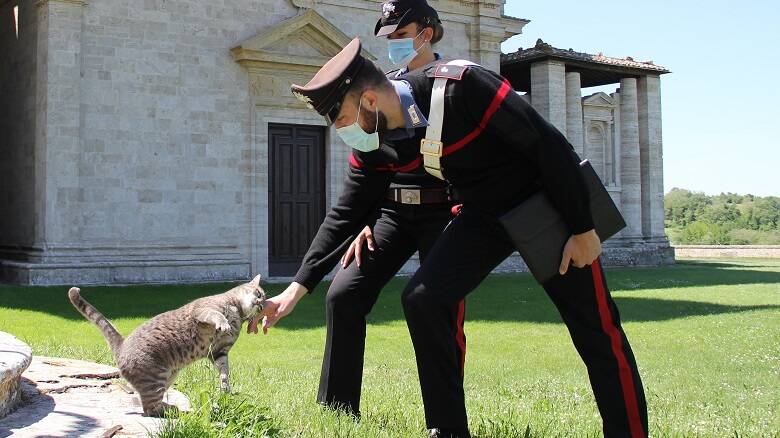 carabinieri gatto archivio