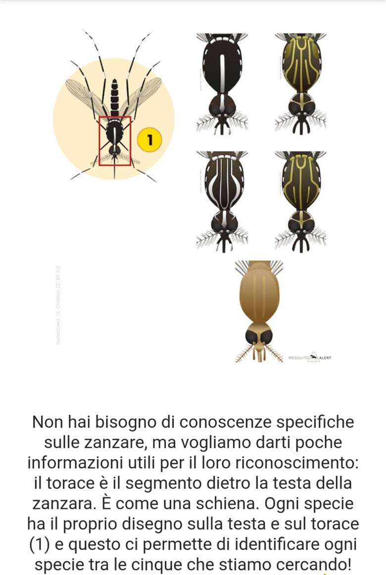 App Mosquito - tipi di zanzara