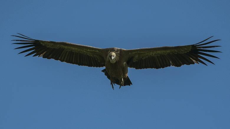 Un grifone in volo - Foto Mauro Sanna