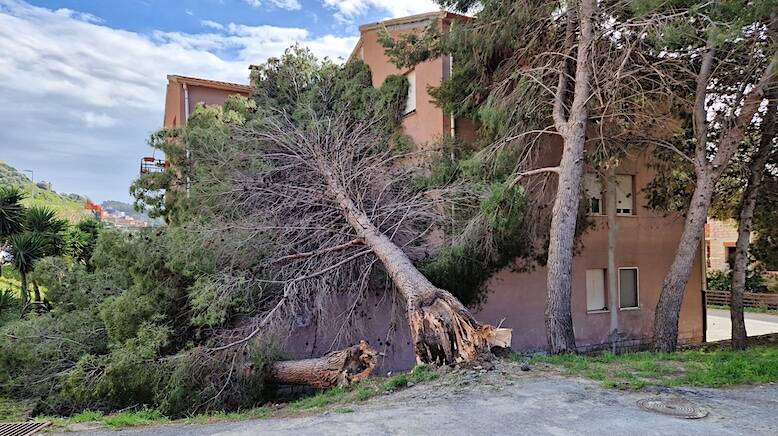 Vento  Bosa - Albero cade su palazzina