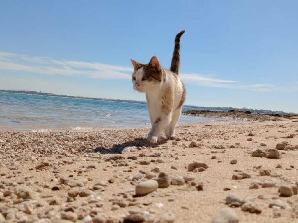 Gatti di Su Pallosu - Milena in spiaggia