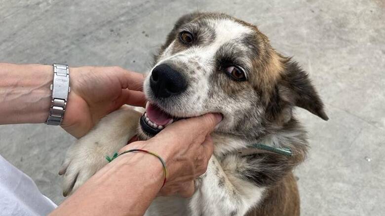 Amsicora - primo cane adottato BaiBau