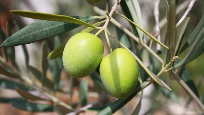 olive - olio - uliveto