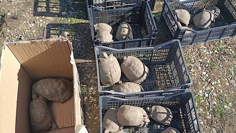 cagliari tartarughe sequestrate in operazione antidroga