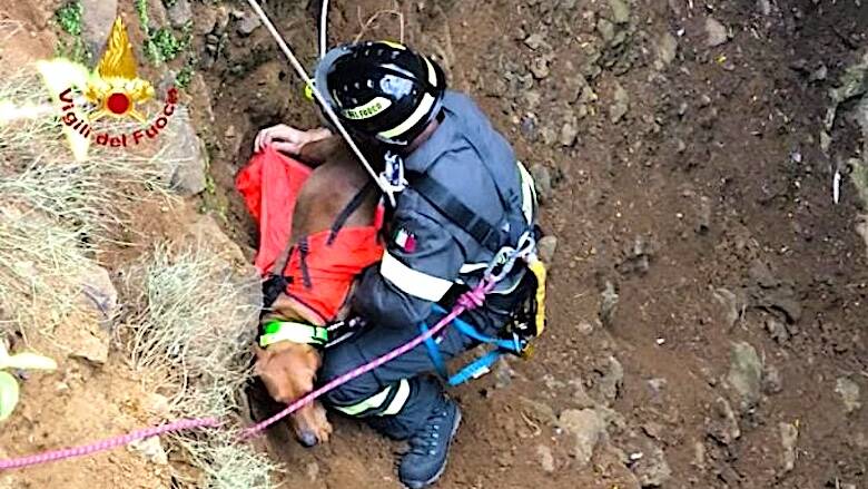 I vigili del fuoco salvano un cane finito in un dirupo nelle campagne di Nuxis