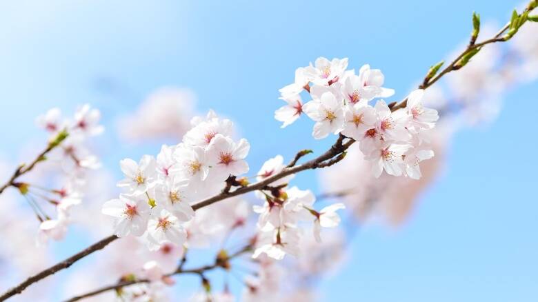 Ciliegio - fiori - primavera
