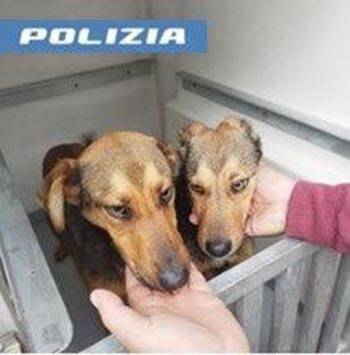 Cani salvati dalla polizia stradale