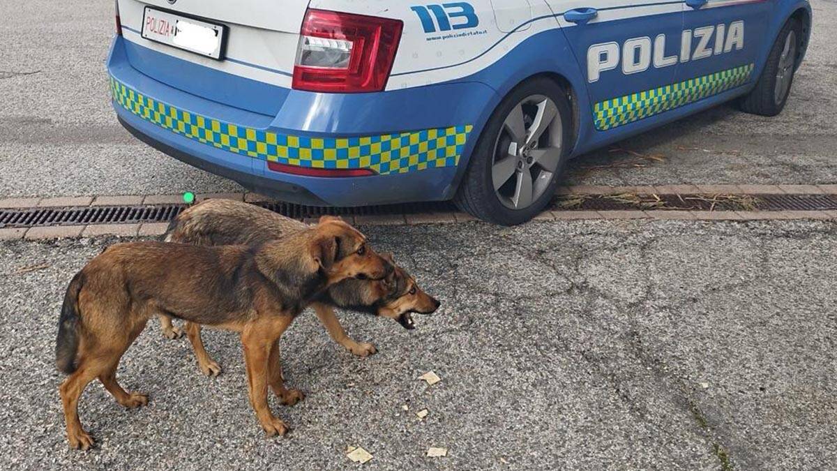 Cani salvati dalla polizia stradale