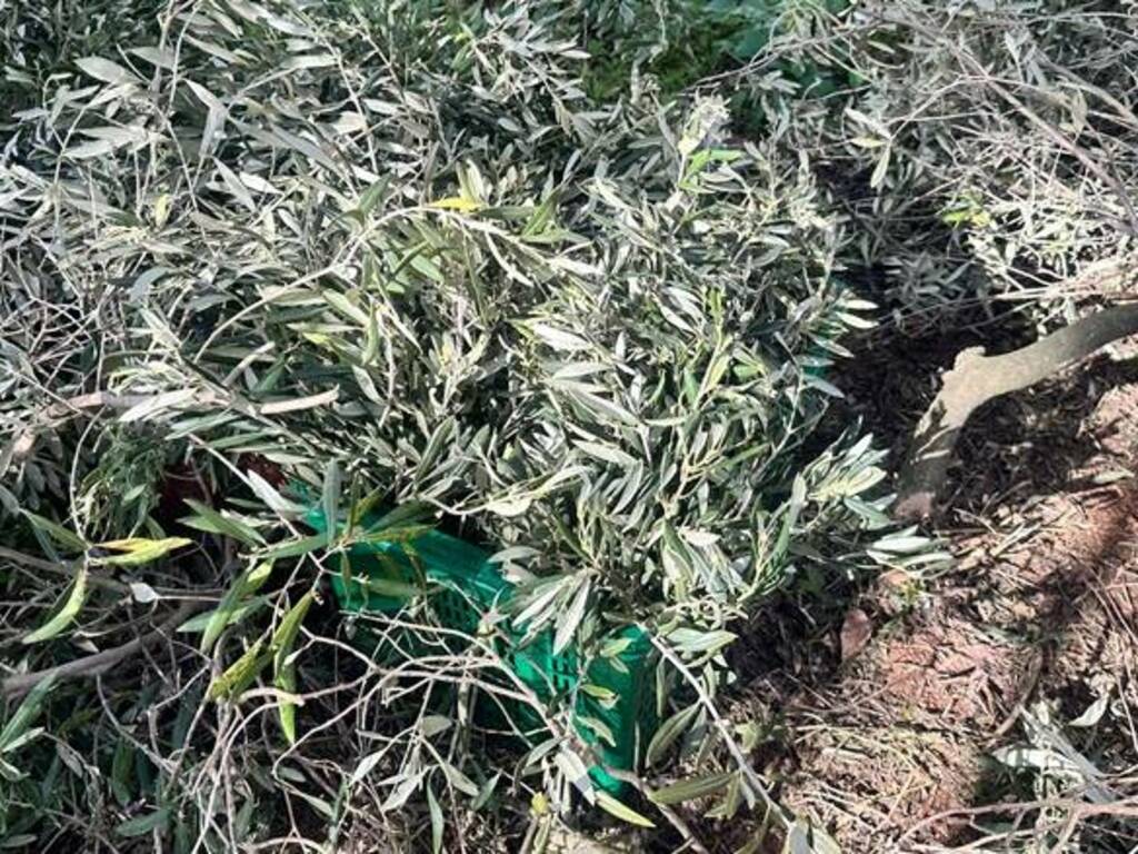 Alcuni ramoscelli d'olivo raccolti in Sardegna