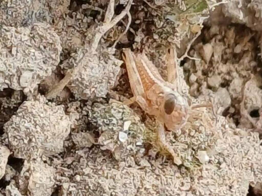 Una cavalletta nata ieri a Noragugume - Foto Agenzia Laore