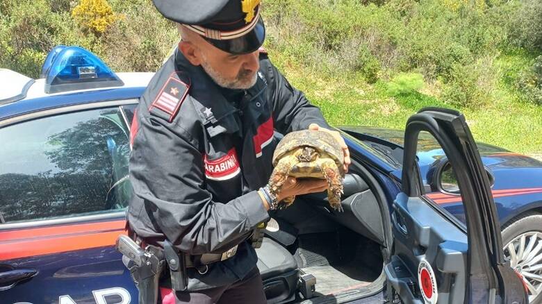 La tartaruga soccorsa dai carabinieri
