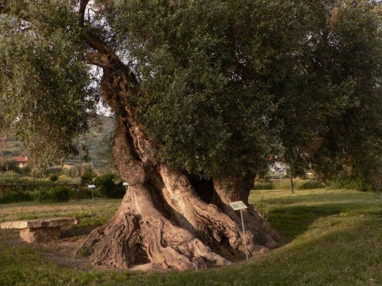Sini - olivo millenario - foto di Monumenti Aperti 